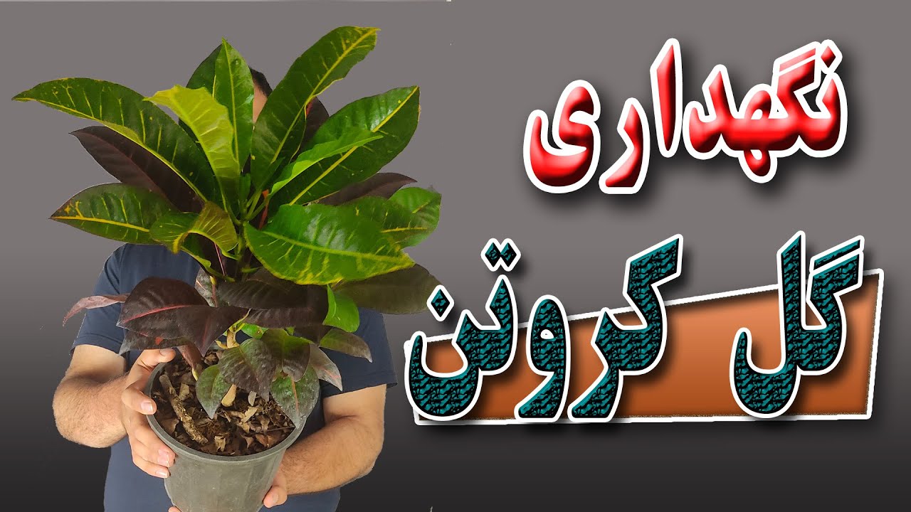 نحوه ی نگهداری گل کروتن