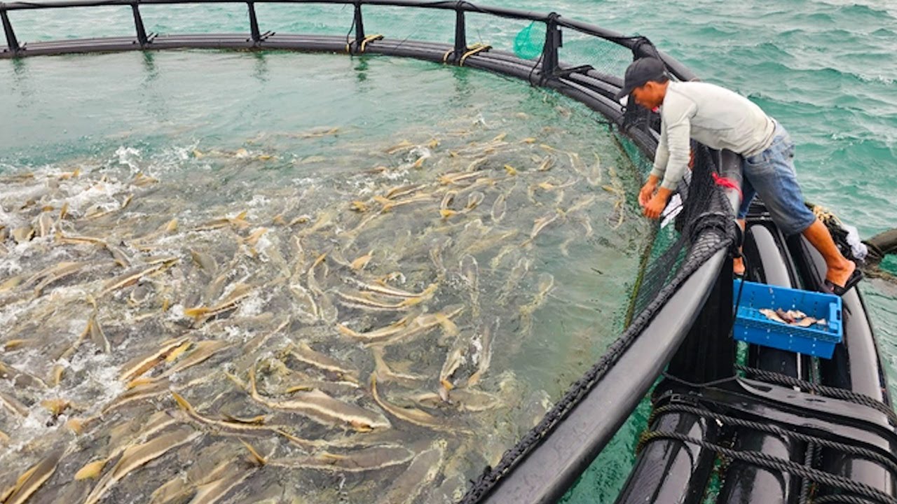 Cobia Farming, Inside the 50,000+ Ton Aquaculture Industry!