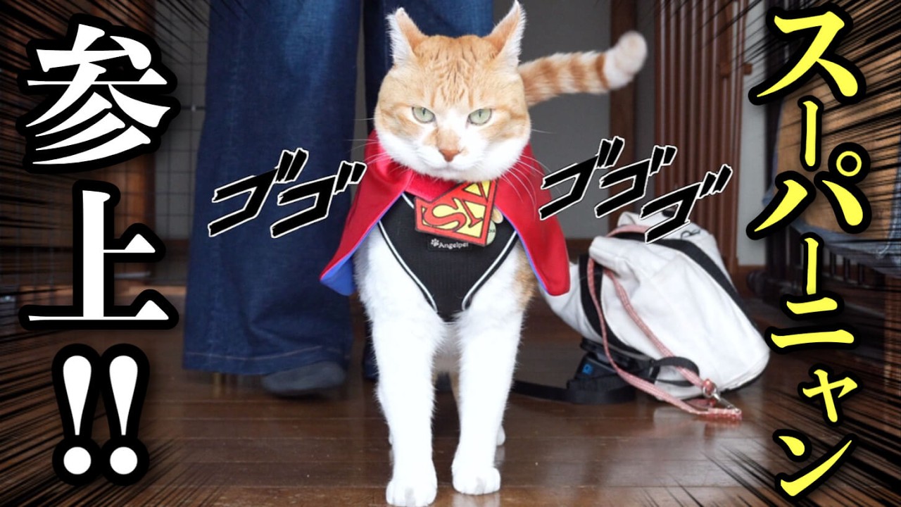 Супер-кот, защитник любителей кошек!