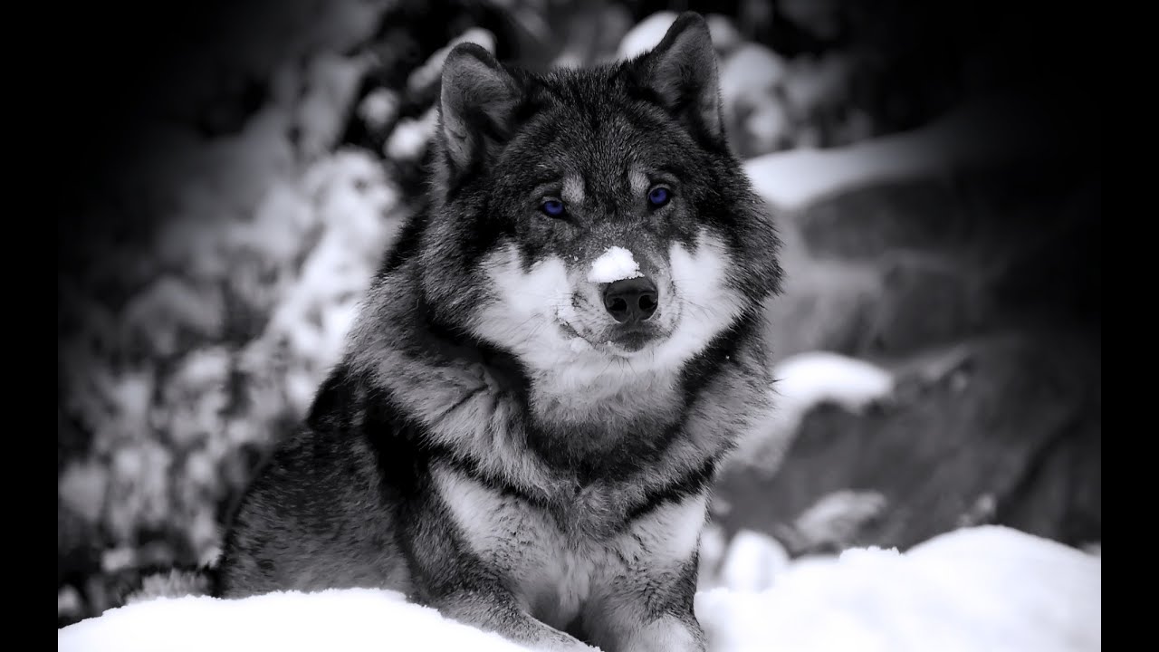 █▬█ █ ▀█▀ Celtic Music Wolf Blood