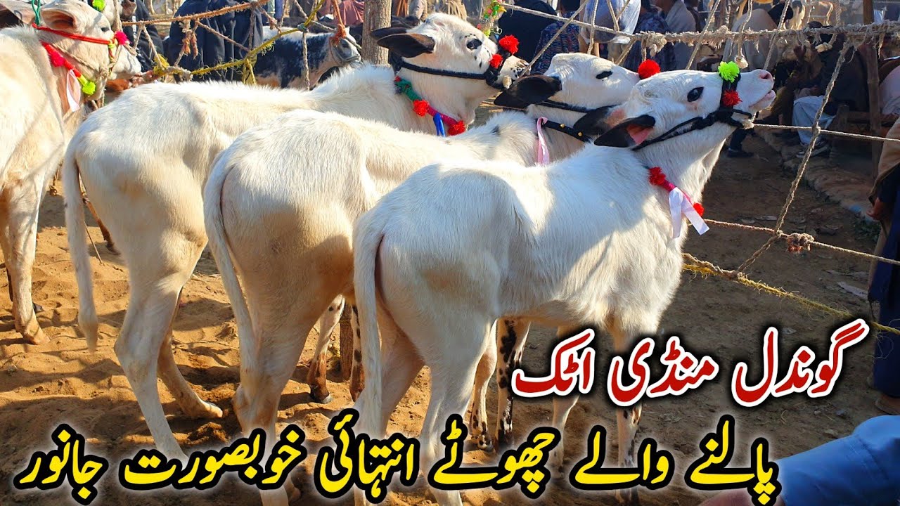 Khubsorat Palny Wala Chota Mall Gondal Mandi Attock Latest Update Part(4 ) 27 January 2025