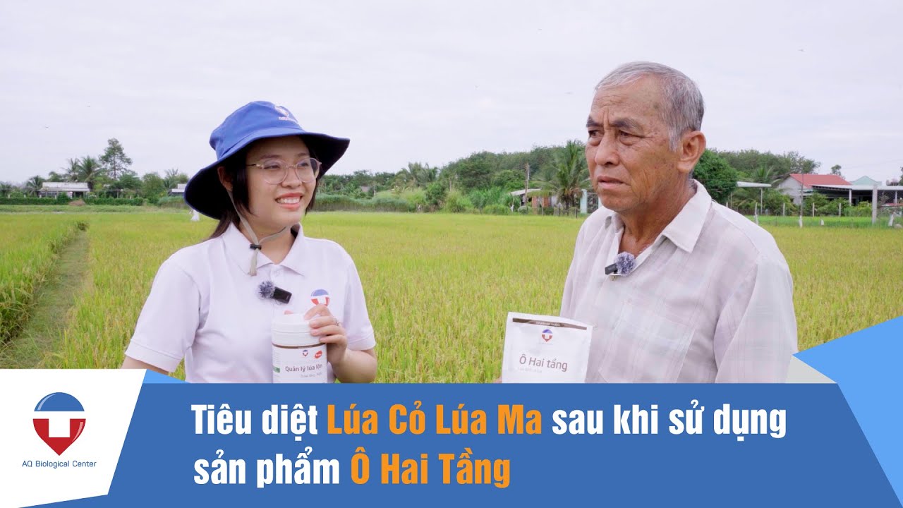 Xử lý lúa cỏ, lúa ma hiệu quả hơn 80% tại Tây Ninh | Sản Phẩm Sinh Học Ô Hai Tầng