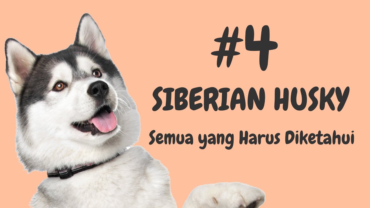 Fakta Siberian Husky | Sejarah dan Fakta-fakta yang Harus Diketahui