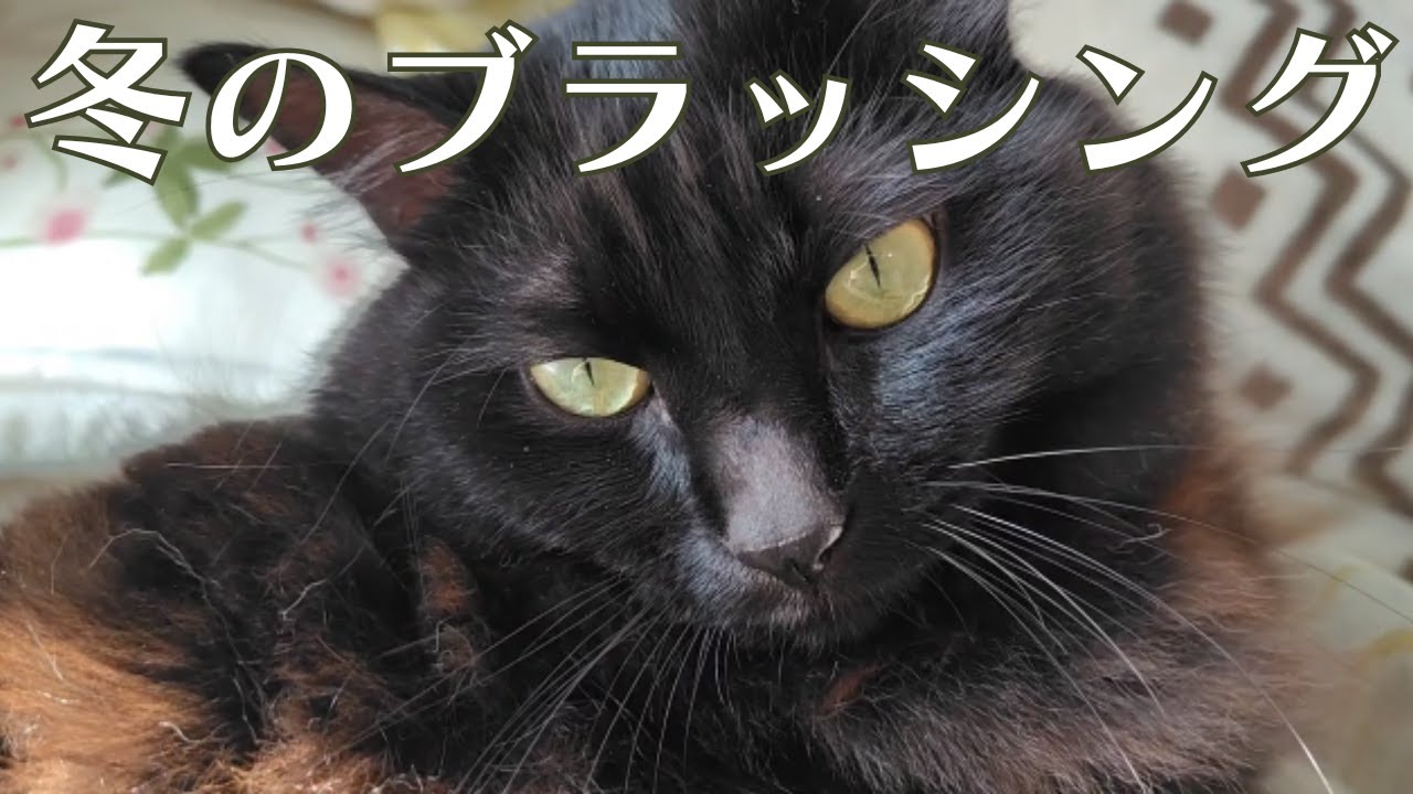 もふもふ長毛猫の冬毛を回収すべくブラッシングしてみた結果…ｗ
