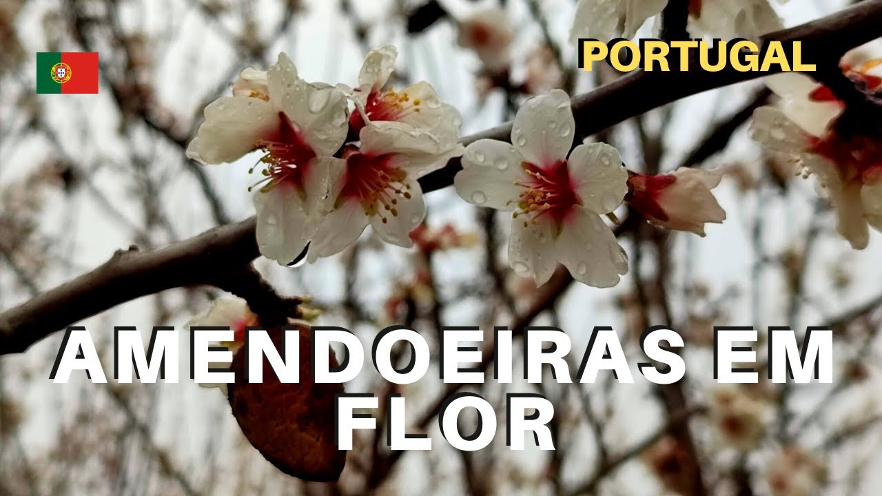 Amendoeiras em flor: 9 melhores lugares para ver este espetáculo da Natureza🌸