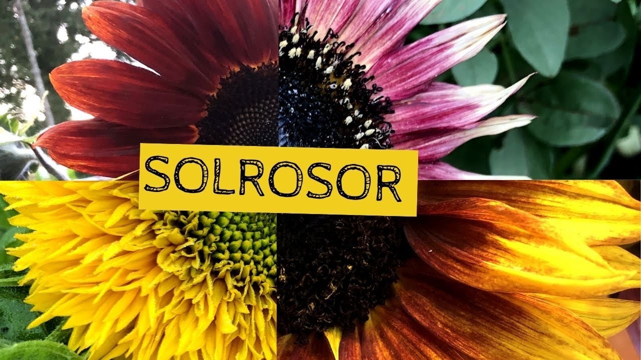 SOLROSOR - En utvärdering av 2020 års solrosor och tips på sorter att odla 2021