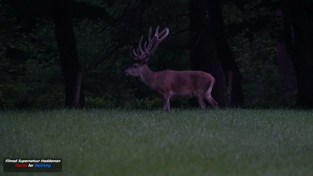 Oog in oog met Het Edelhert en 2 Reebokjes - Roedel Herten Geweidragers gespot (Wildlife the Veluwe)
