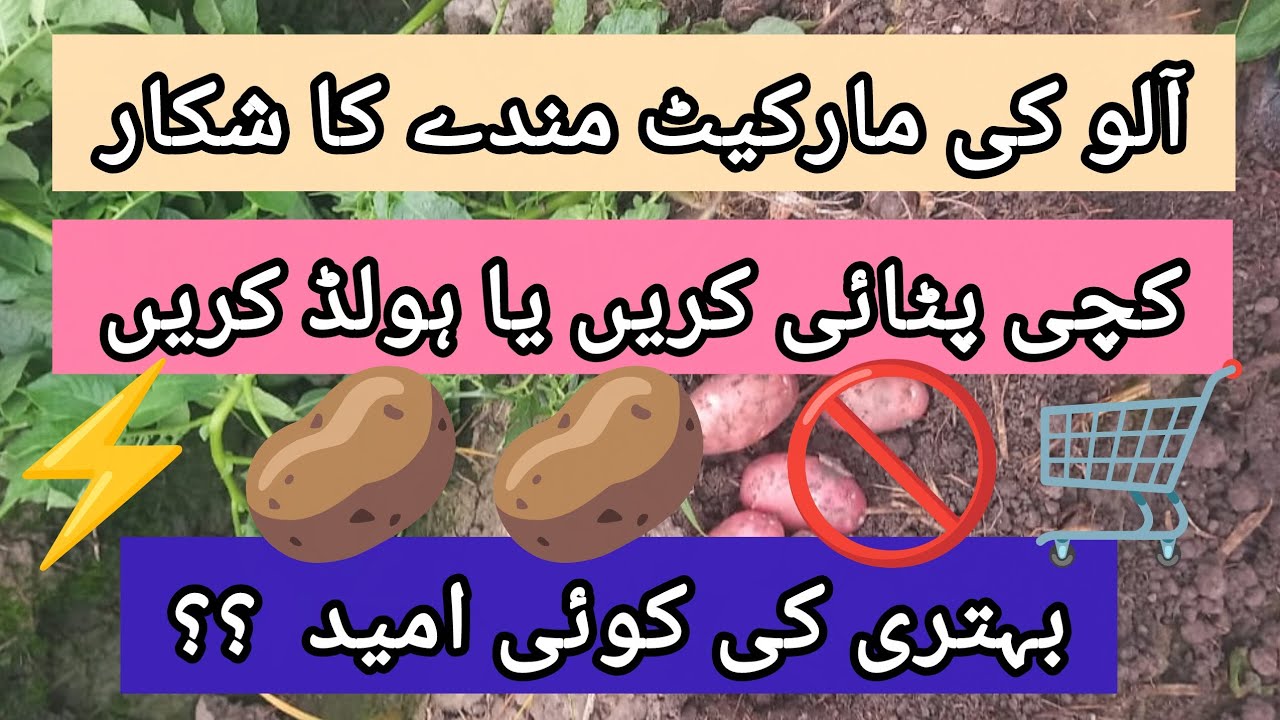 Прогнозы относительно будущих урожаев картофеля ||@agritalksbysaadat