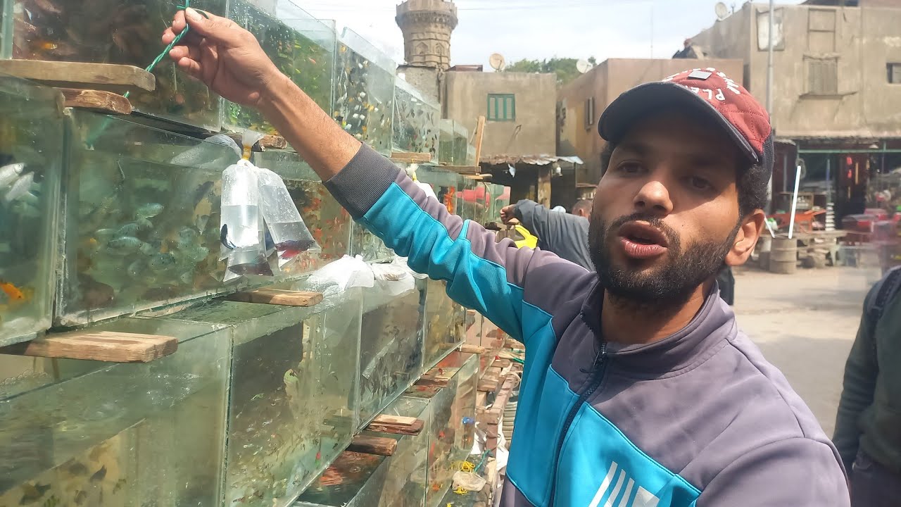 مفاجأة اليوم من سوق الأحد⁉️عالم البحار وأسماء الزينة وانواعها واسعارها مع خبير أسماك الزينة عم عاطف💚
