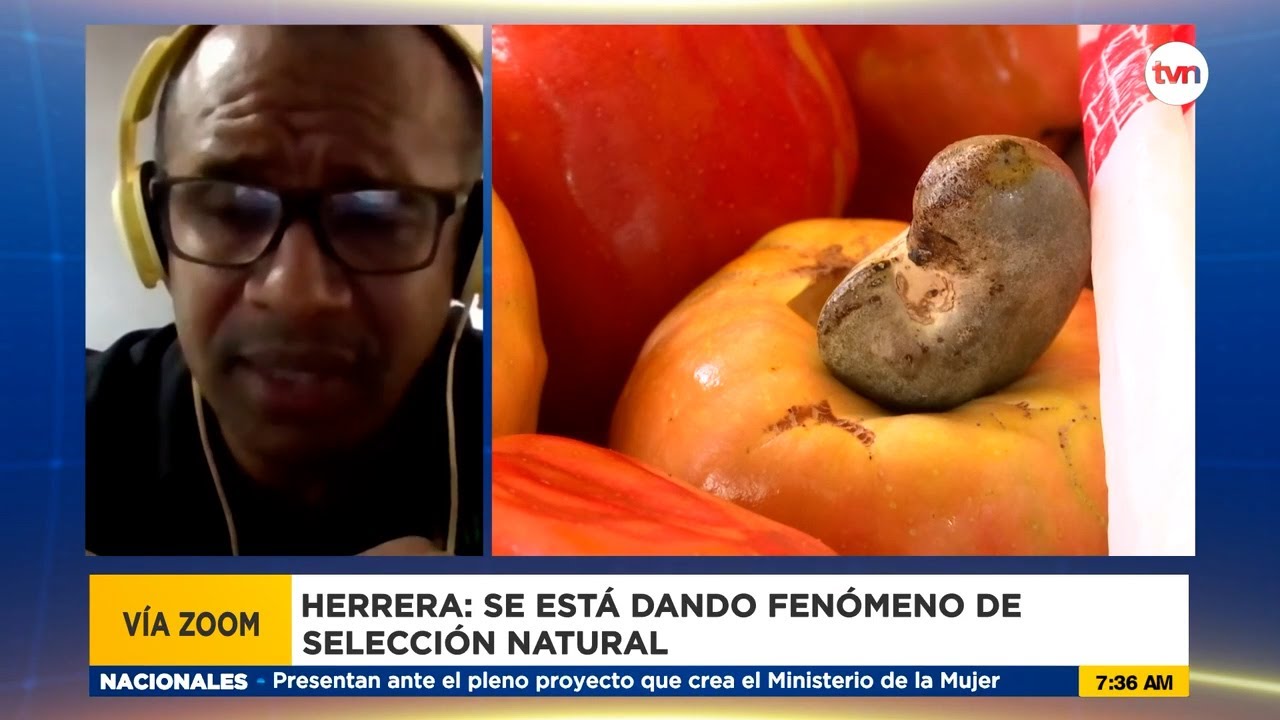 Los perversos hongos que podrían acabar con el marañón en Panamá
