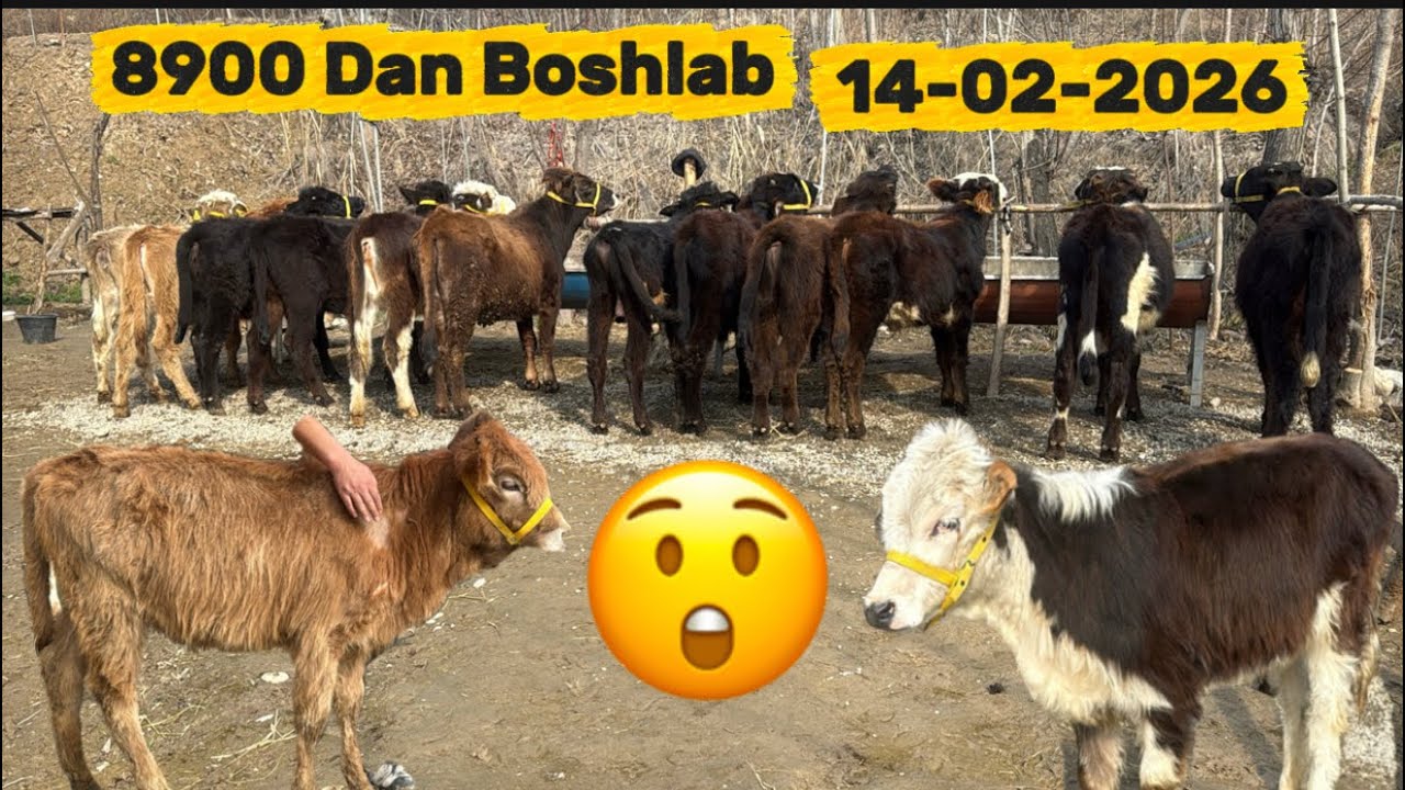 ✅MANA SIZ IZLAGAN IMKONIYAT ULGURIB QOLING😱