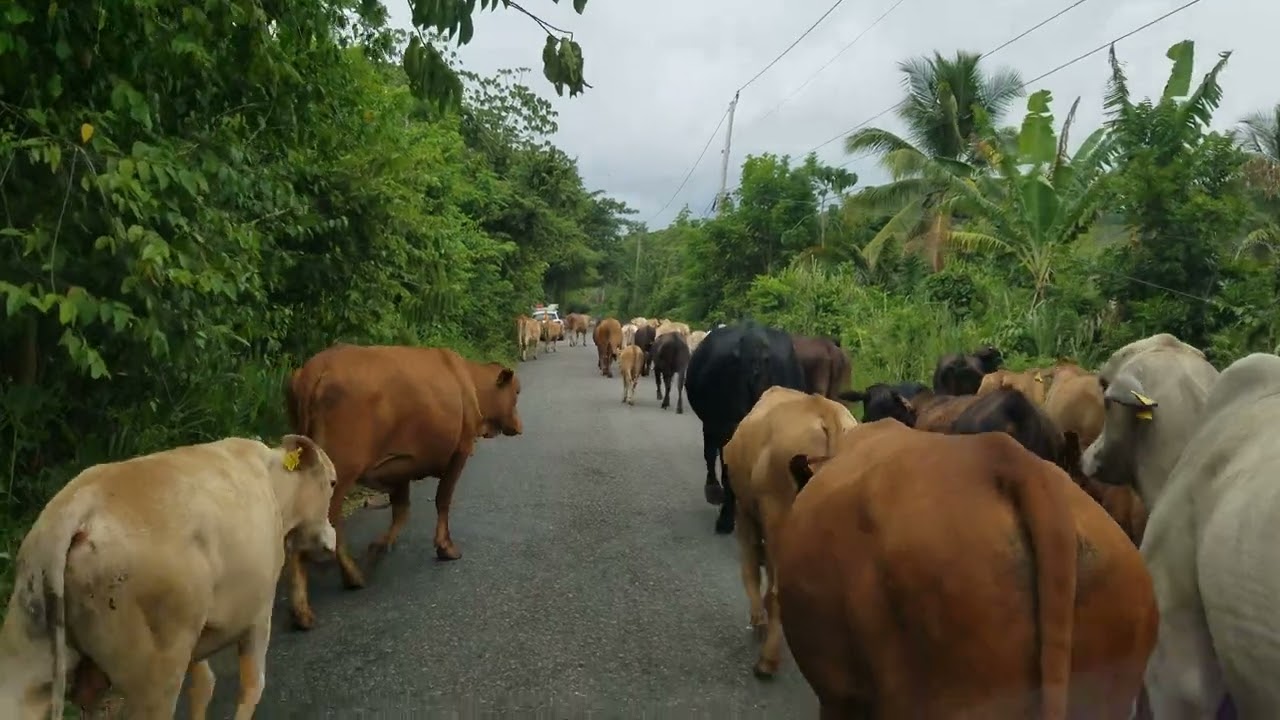 Healthy cows! Jamaica