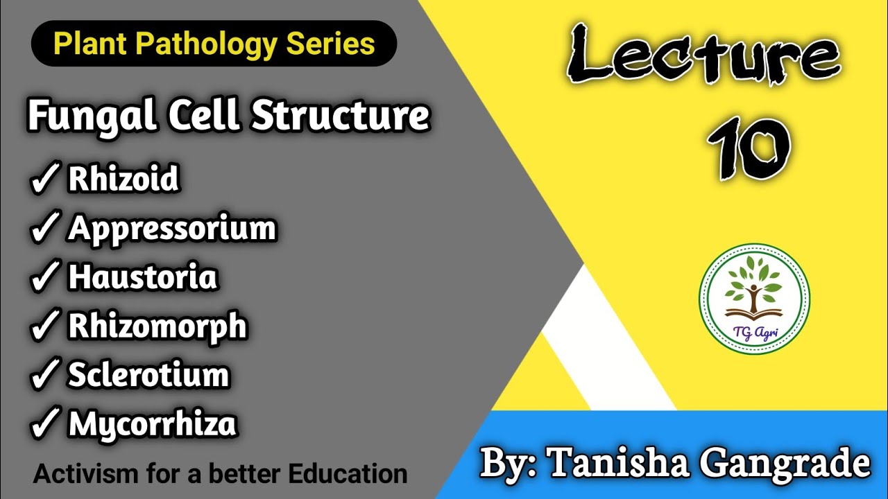 Fungal Cell Structure | Appressorium | Haustoria | Rhizoids | Rhizomorph | Mycorrhizae by Tanisha