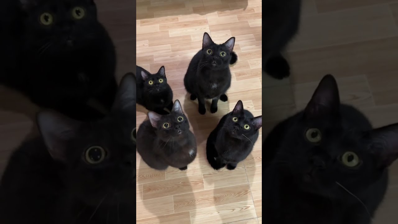 Funny and Adorable Cats - Black Cat Compilation!
