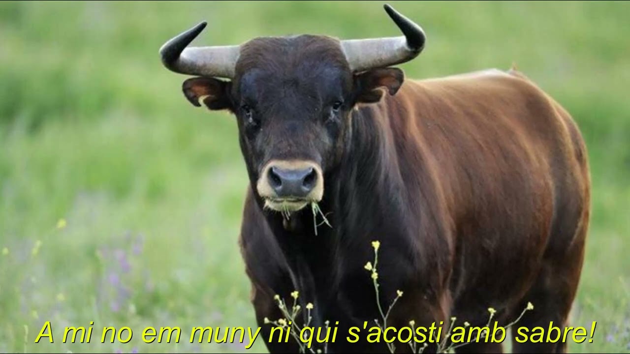 Vaca suïssa, Pere Quart, Santi Arisa