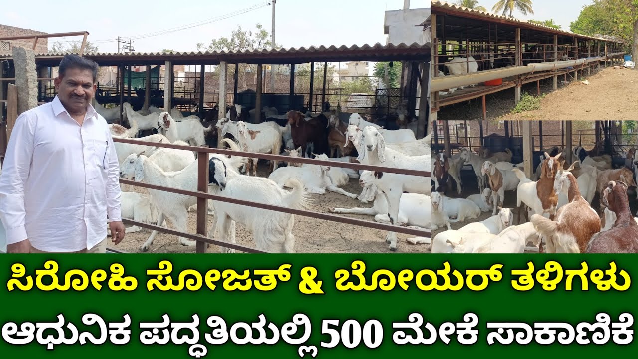 ಆಧುನಿಕ ಪದ್ಧತಿಯಲ್ಲಿ 500 ಮೇಕೆ ಸಾಕಾಣಿಕೆ | ಸಿರೋಹಿ ಸೋಜತ್ & ಬೋಯರ್ | goat farming kannada | meke sakanike
