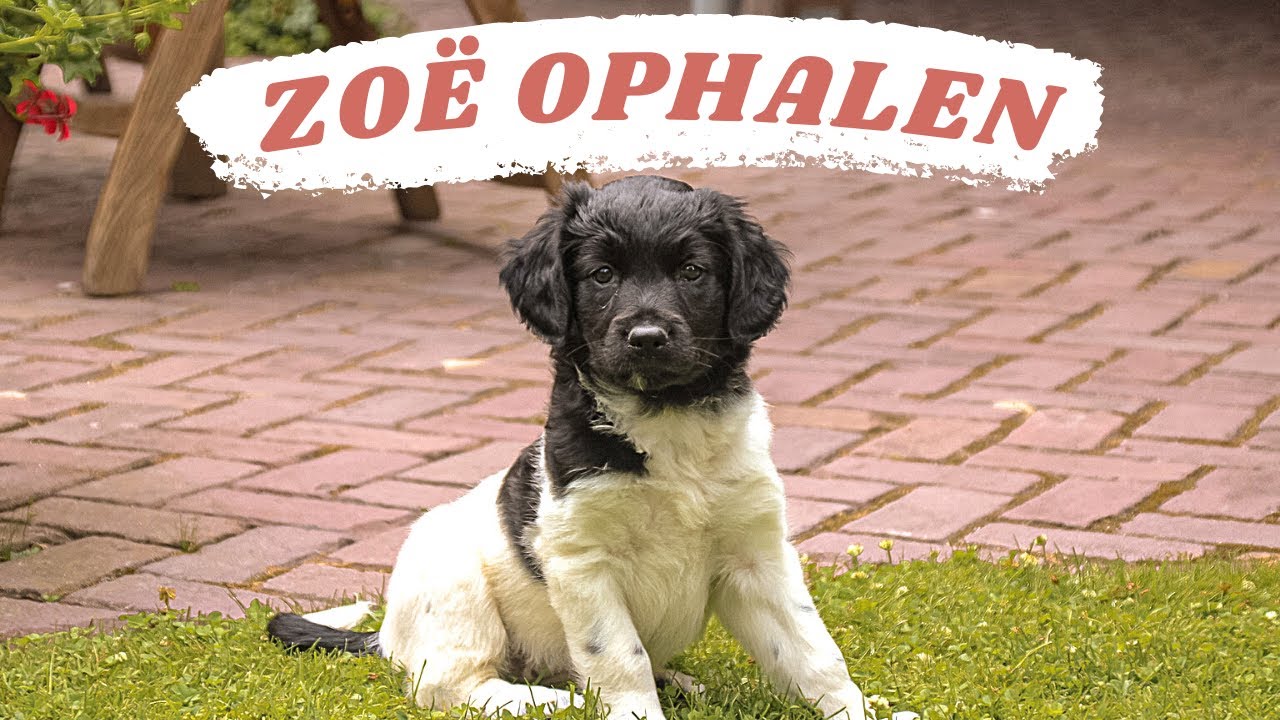 Vandaag Zoë ophalen!