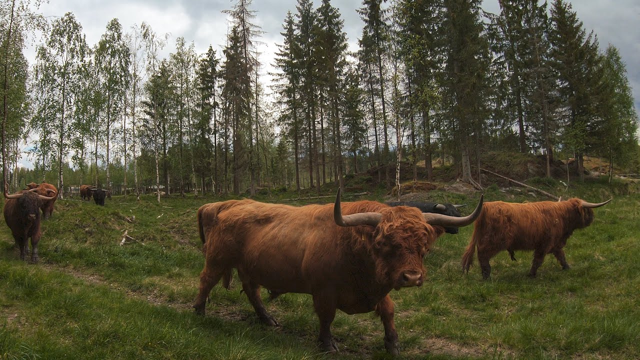 Highland Cattle bulls moving to new pasture