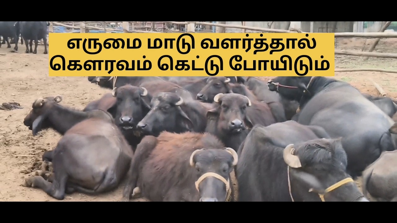 இயற்கை விவசாயம் // பால் தேவைக்கு பயன்படும் // முறா எருமைகள்