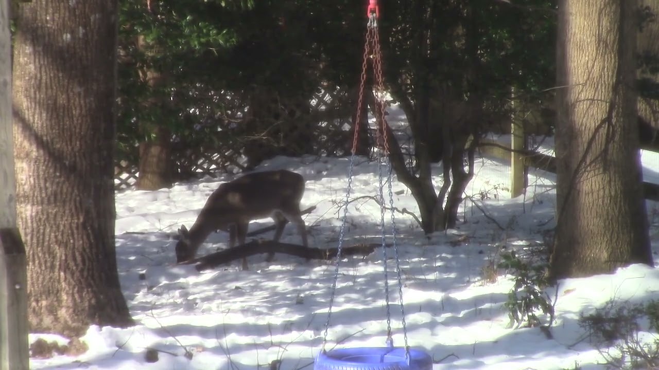 Deer in the Snow, bedding down