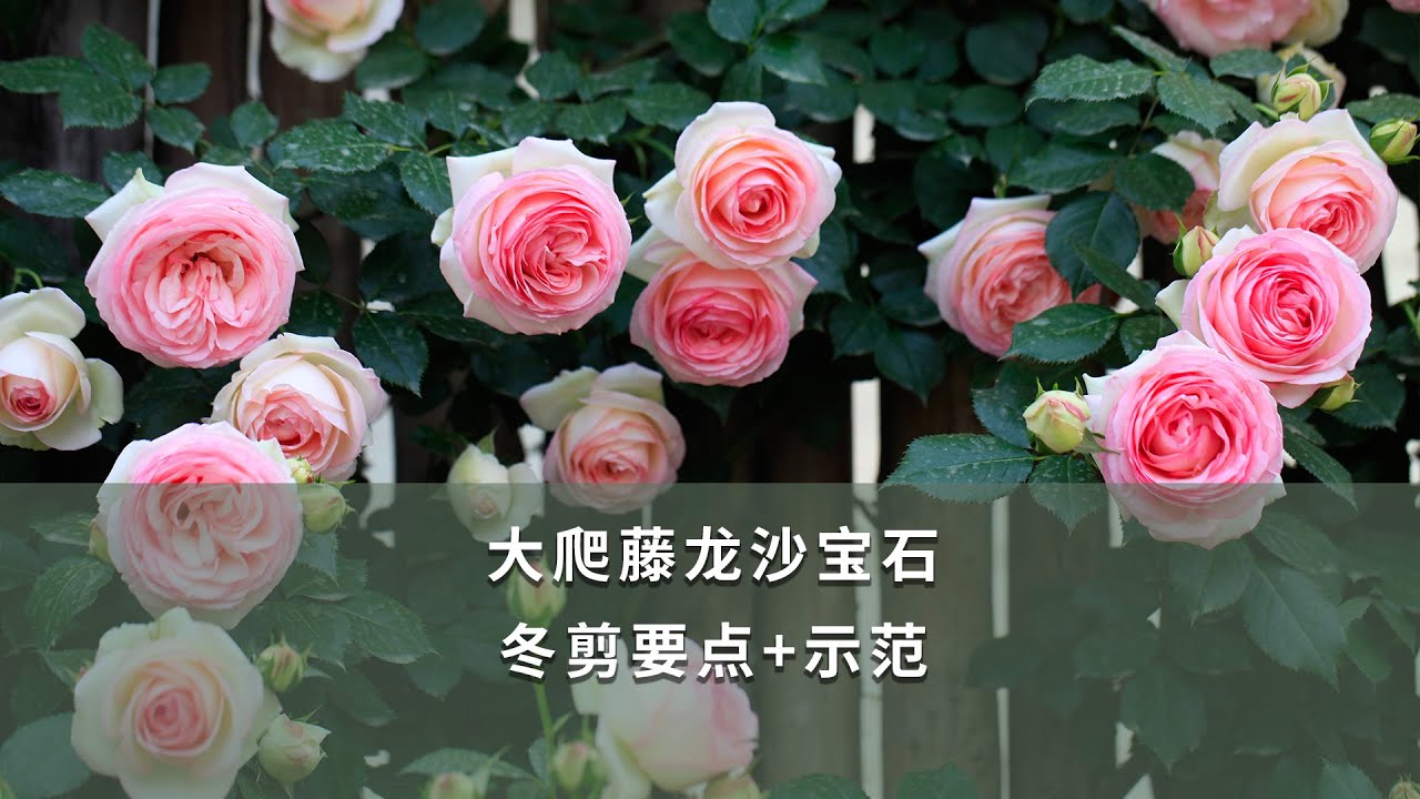 【海媽園藝課堂106】大爬藤龍沙寶石，冬剪要點+示範 | Chinese rose