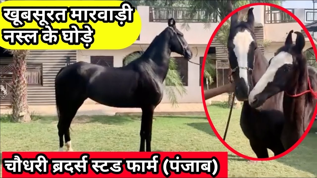 Chaudhary Brothers Stud Farm (Punjab)