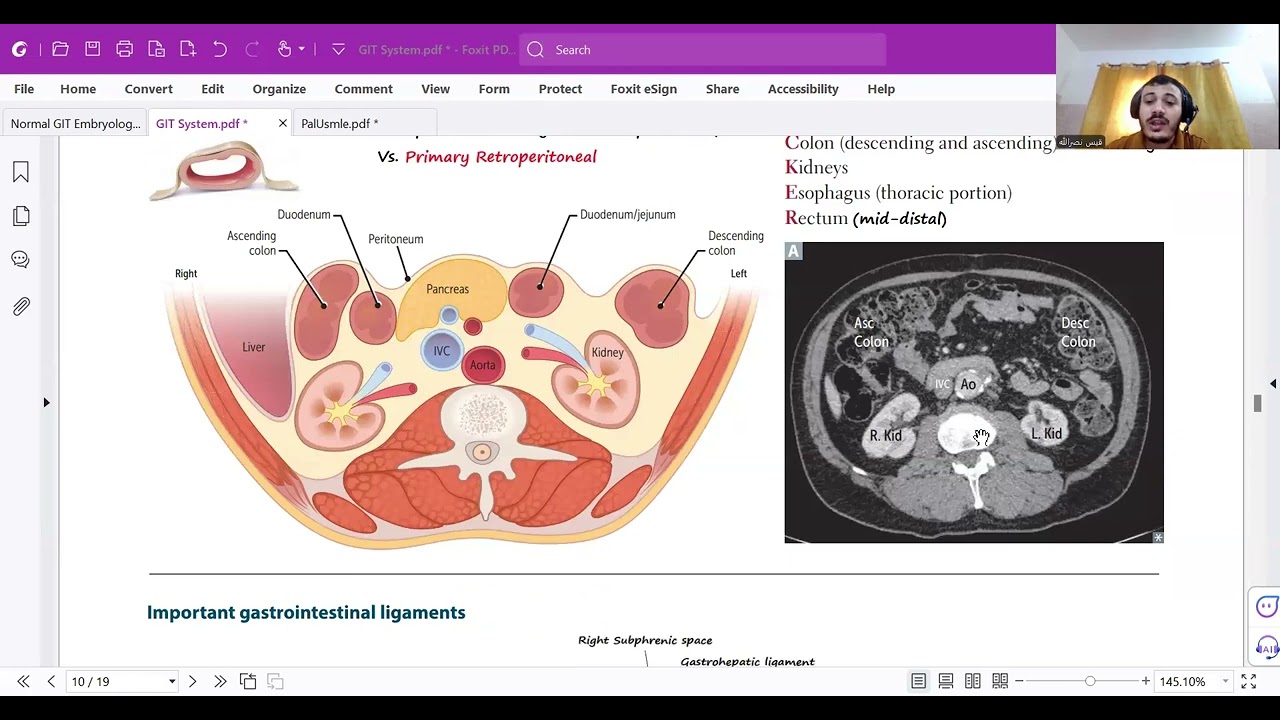 1  Retroperitoneal Structures & GI Ligaments