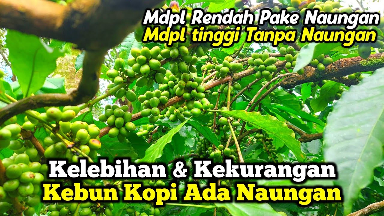 naungan kebun kopi ❗️ kopi balap