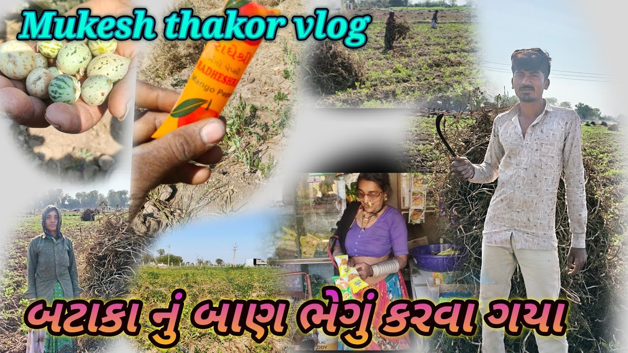 બટાકા નું બાણ ભેગું કરવા ગયા Mukesh thakor vlog my family Vlog #mukesh_vlog 