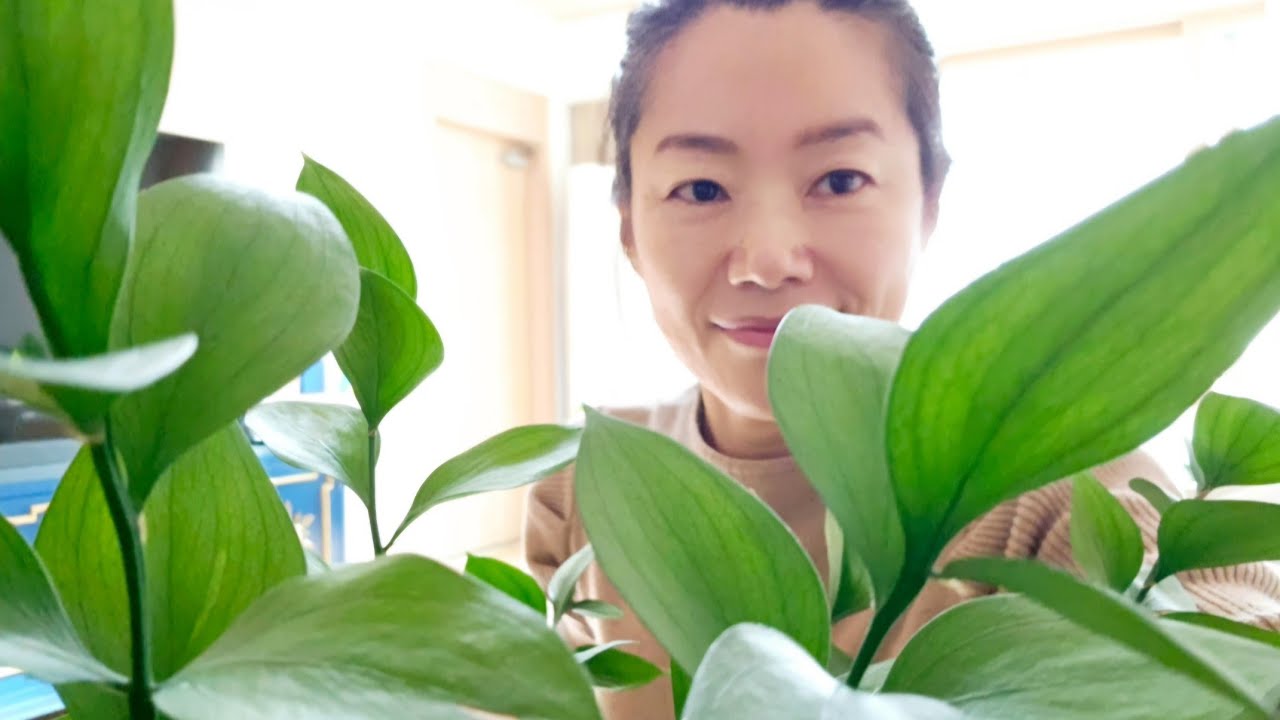 초보 식집사도 쉽게 키우는 거실 수경 식물 , 루스커스