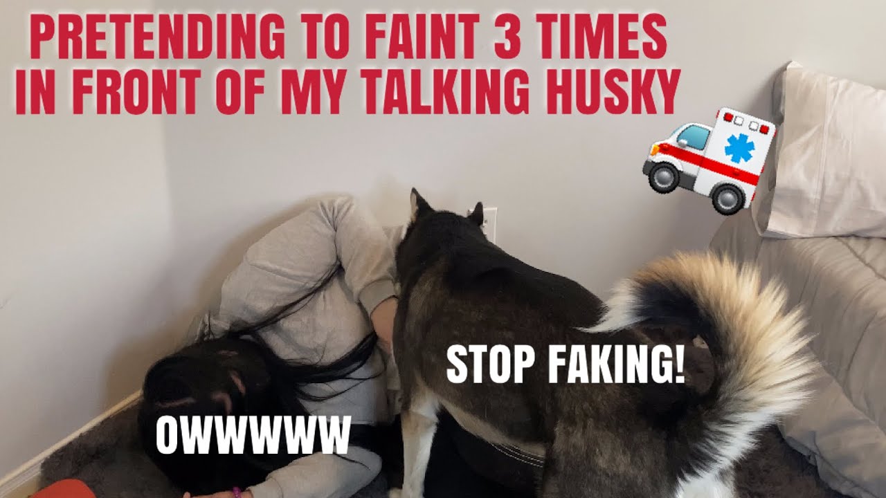 Pretending To Faint In Front Of My Husky MULTIPLE TIMES!