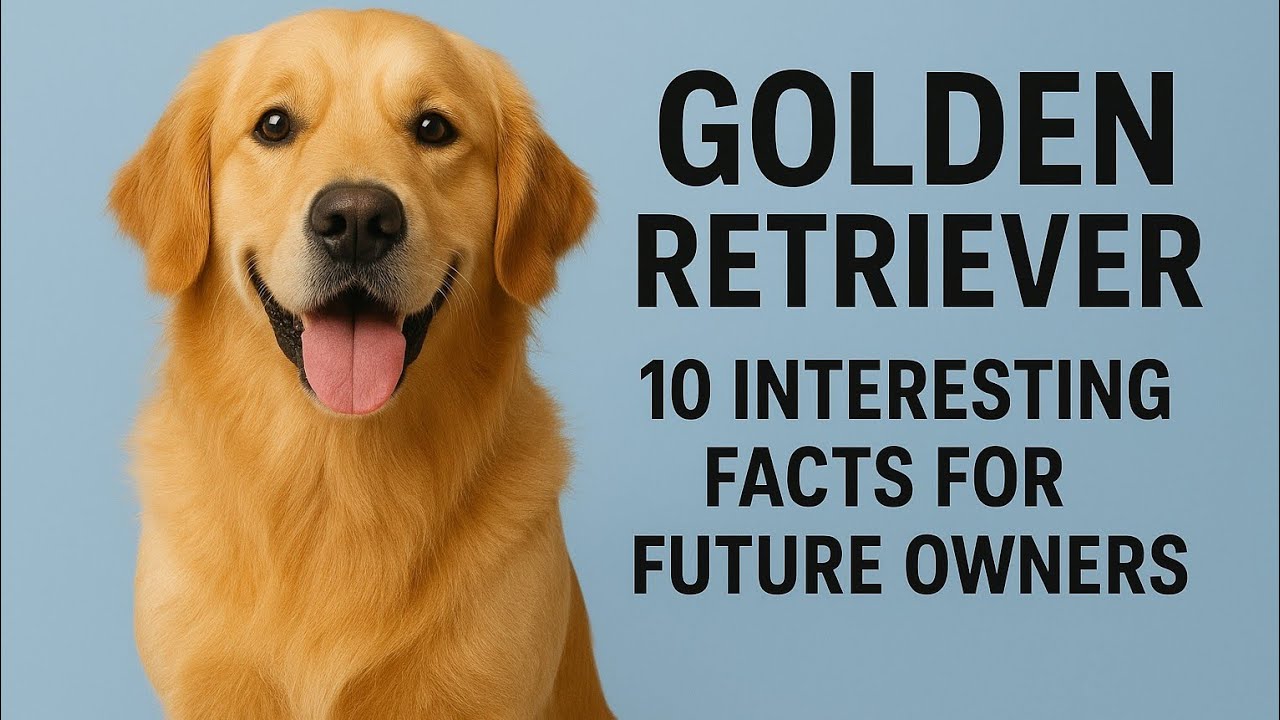 🐾 10 Surprising Facts About Golden Retrievers Every Future Owner Should Know! 🐾