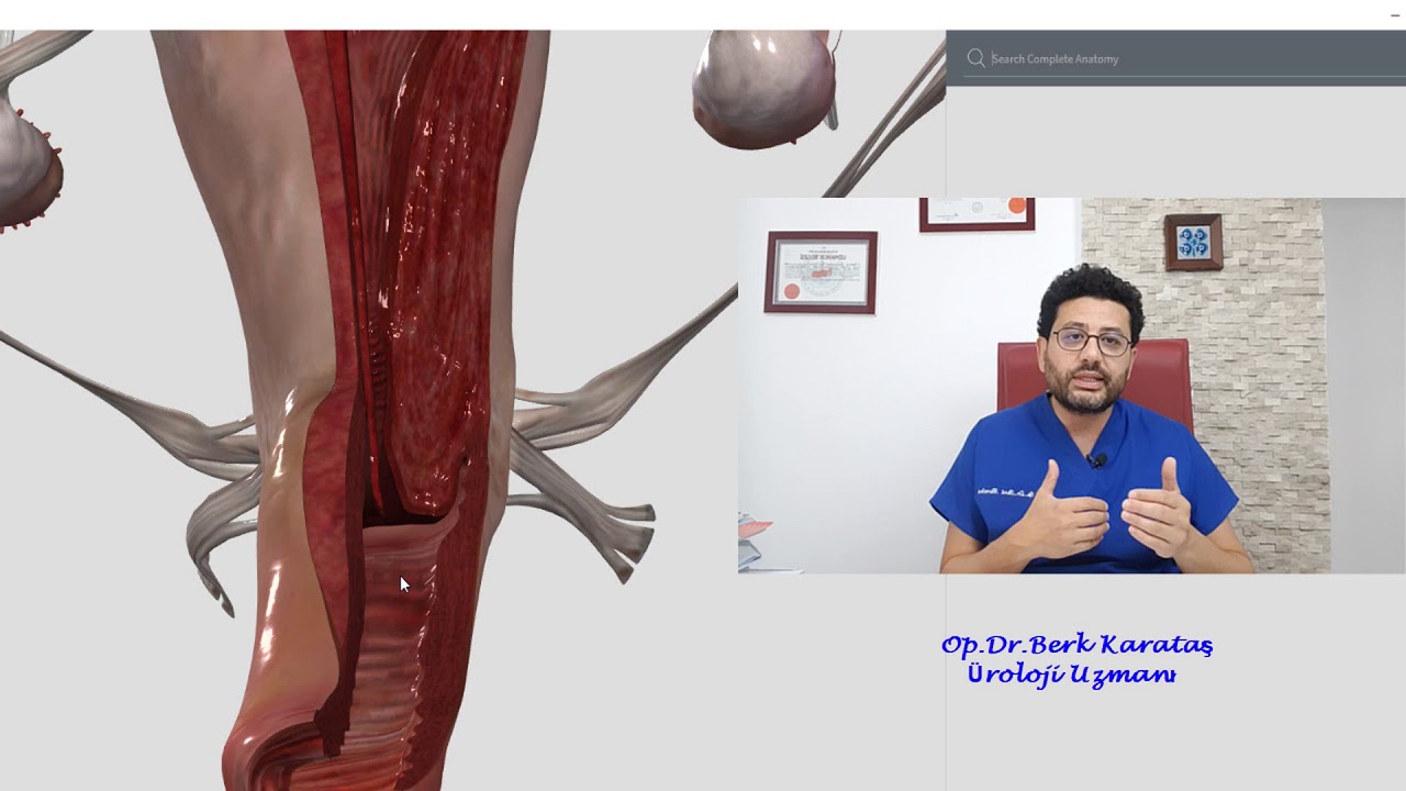 Penis Boyu ve Kalınlığı Ne olmalıdır? 10 cm Penis yeter mi? 20 cm Olsa Ne olur?