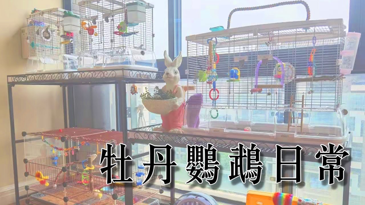 牡丹鹦鹉日常饲养|带鹦鹉回家前的准备工作|