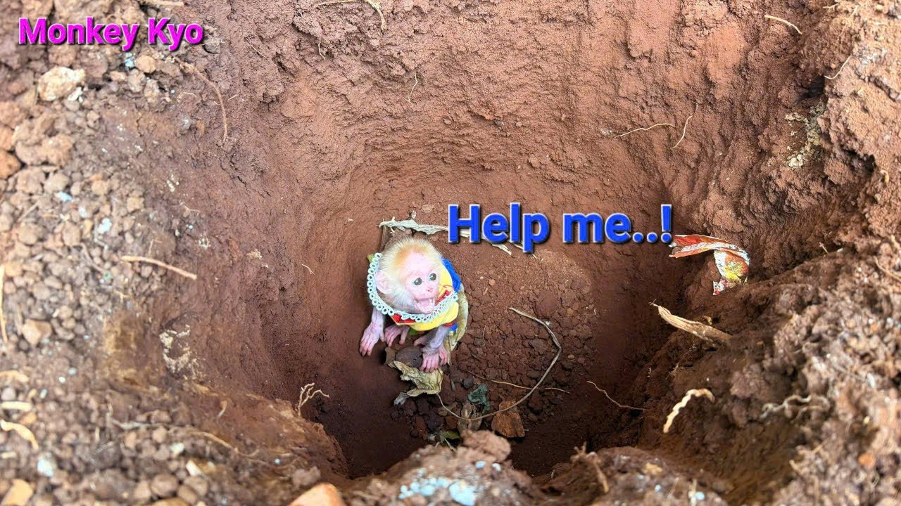 Baby monkey BuNa calls for help — What Kyo did next was unexpected!