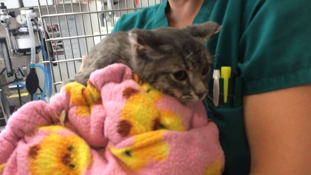 Cinder the Valley Fire Kitten