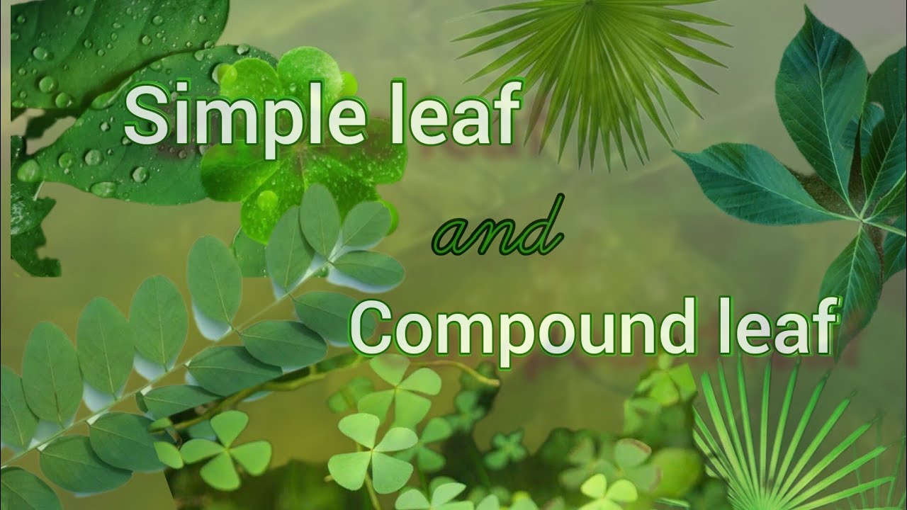 Simple and compound leaves difference