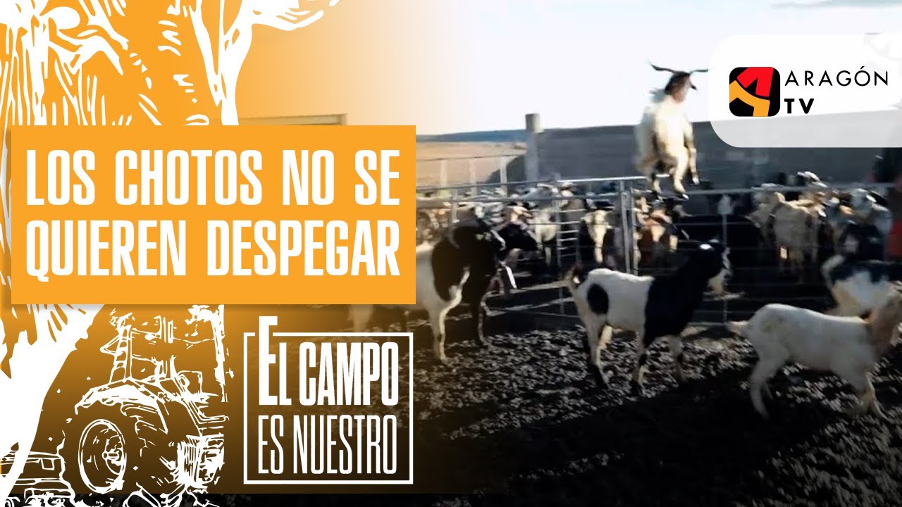 Los chotos no se quieren despegar de las cabras pre&ntilde;adas.