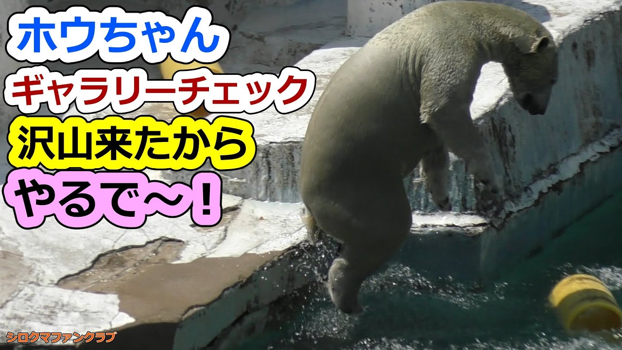 Посмотрите галерею Хо-чана 💗 Пришло много людей, так что давайте! [Tennoji Zoo]