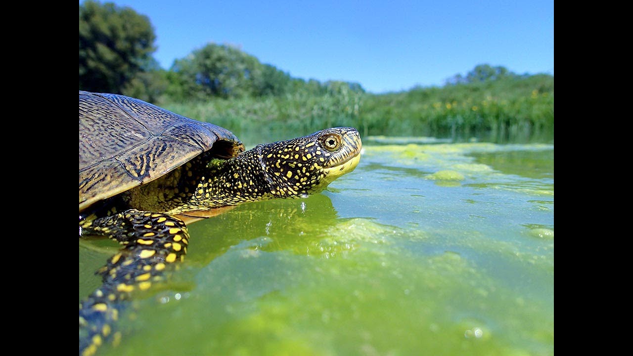 Tartaruga palustre