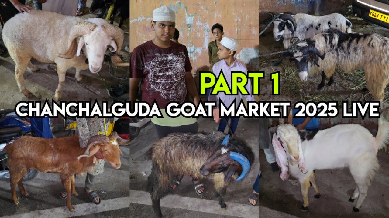 Chanchalguda 🐐 market 2025 live part 1 | qurbani ke bade bakre in Chanchalguda | sheep's in saidabad
