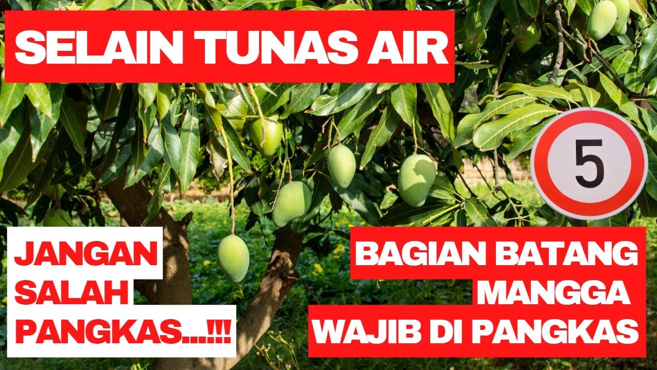 Cara Pruning Tunas Air Mangga 🥭