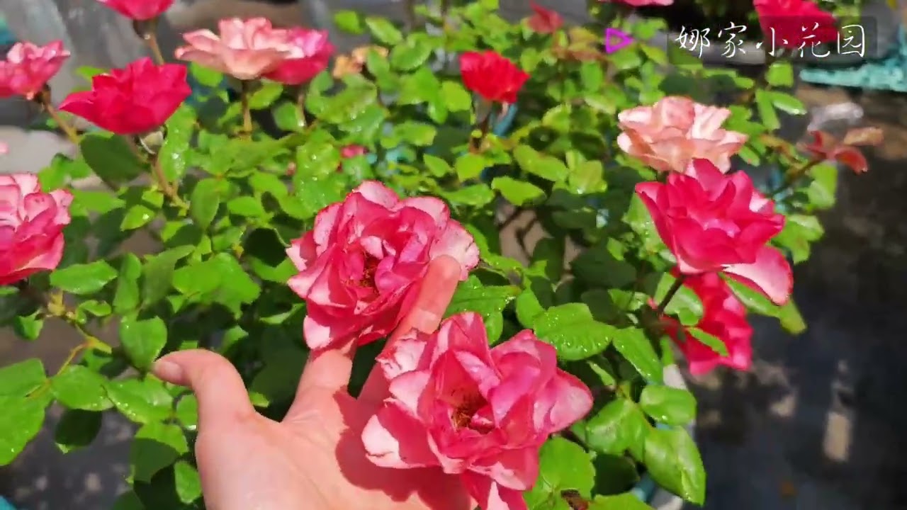 部分月季的夏花表现（幻紫、马焦雷、杨玉环、微波等）Summer flower performance of some Chinese roses