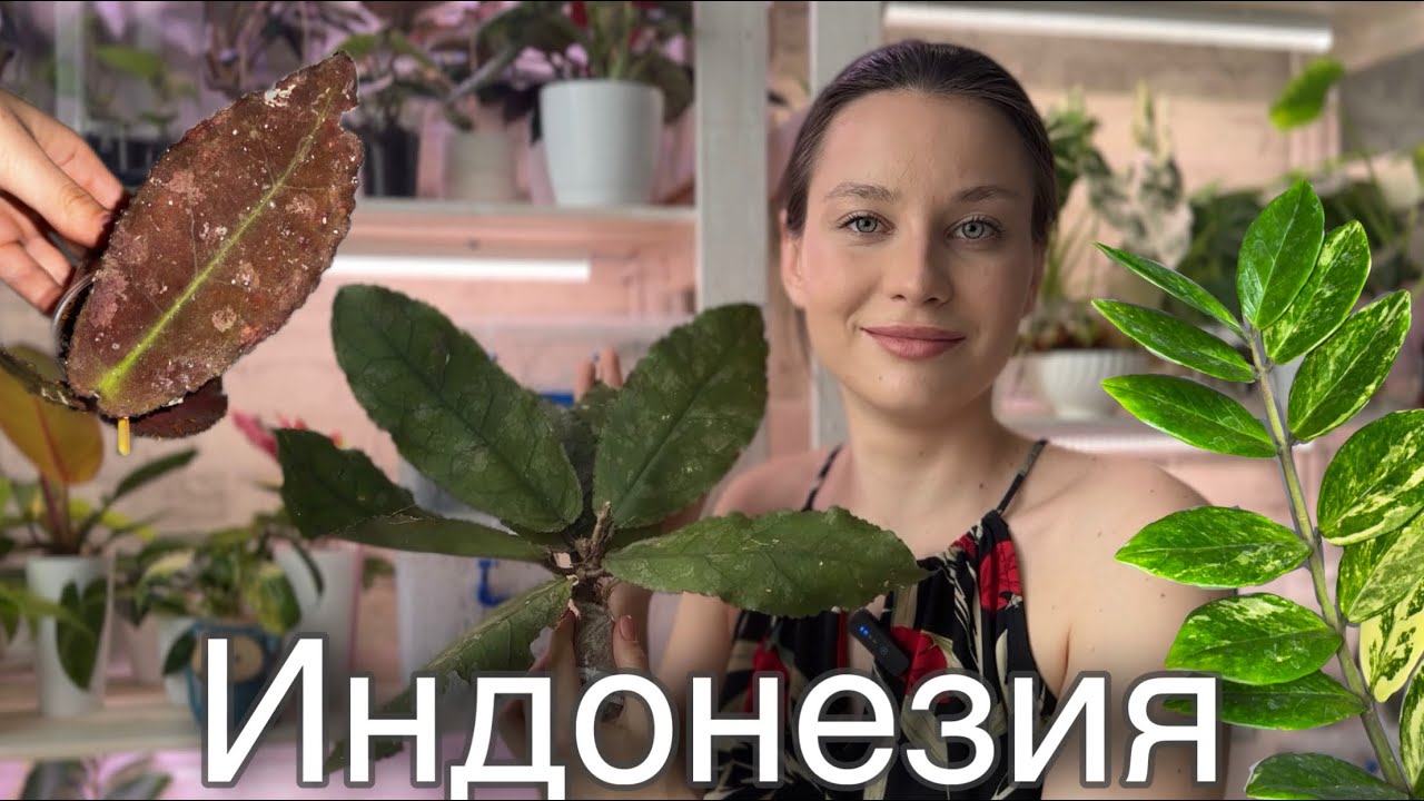 Адаптация хойи после покупки| Хойя Ундулата| Распаковка растений из Индонезии