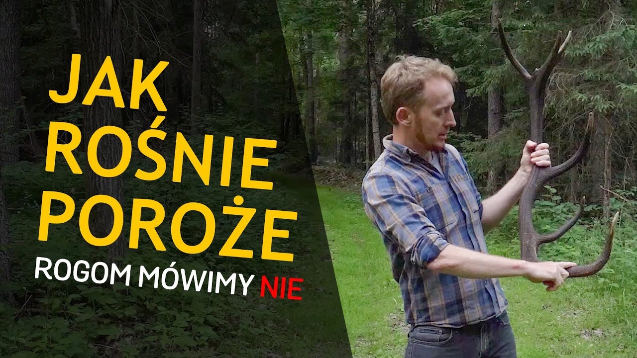 Jak powstaje poroże!? (nie rogi) - o Lesie #25