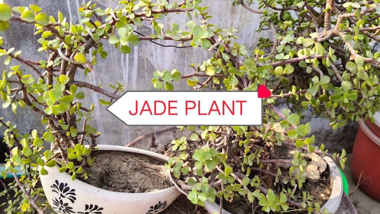 After Dormancy Jade Plant ☘️🌵 CARE 😘