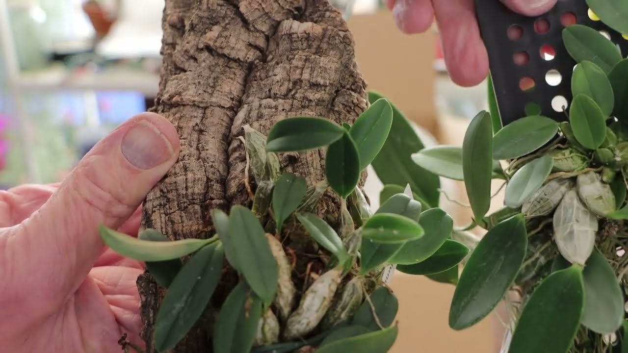 Dendrobium jenkinsii v2 - is it or isn't it?