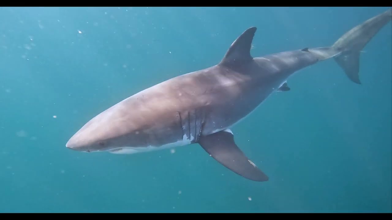 Monterey Bay White Shark Project