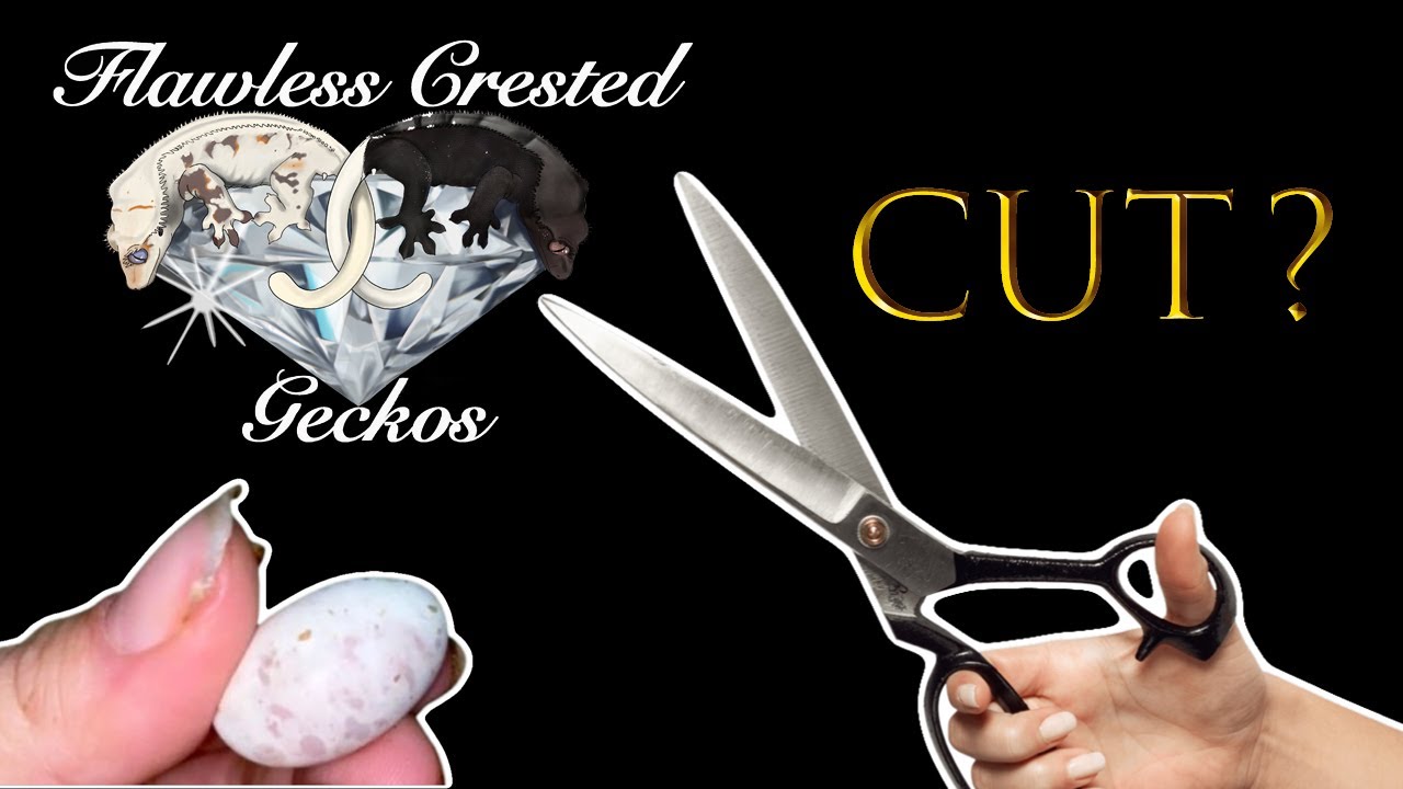 Crested Gecko Eggs: Cut or not cut?