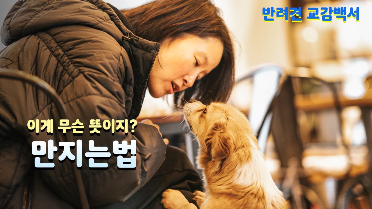 강아지 만지는법 어디를 만지는것을 좋아할까? 어떻게 만져야 할까? 강아지 어떻게 만져야 되나요?